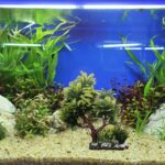 Aquairum toys