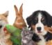 Purchase Online Pets